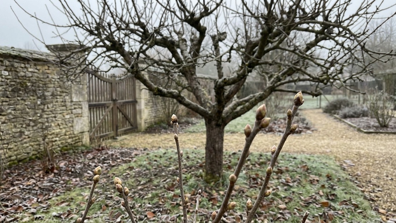 Gardez ces branches de votre pommier en janvier : coupées au bon moment, elles doublent la récolte de fruits dès l'été pro...