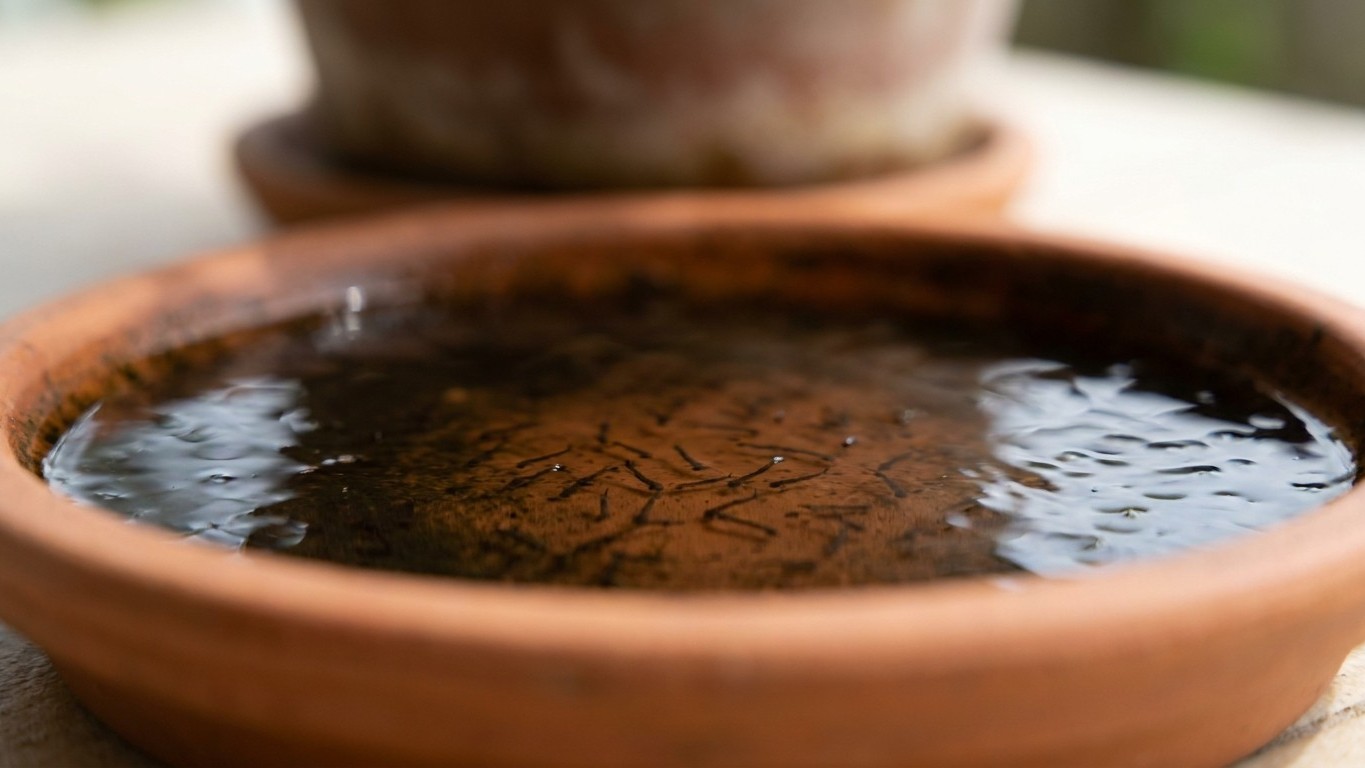 Je laissais l'eau stagner dans les soucoupes de mes pots toute la semaine : en les vidant un matin, j'ai compris pourquoi ...