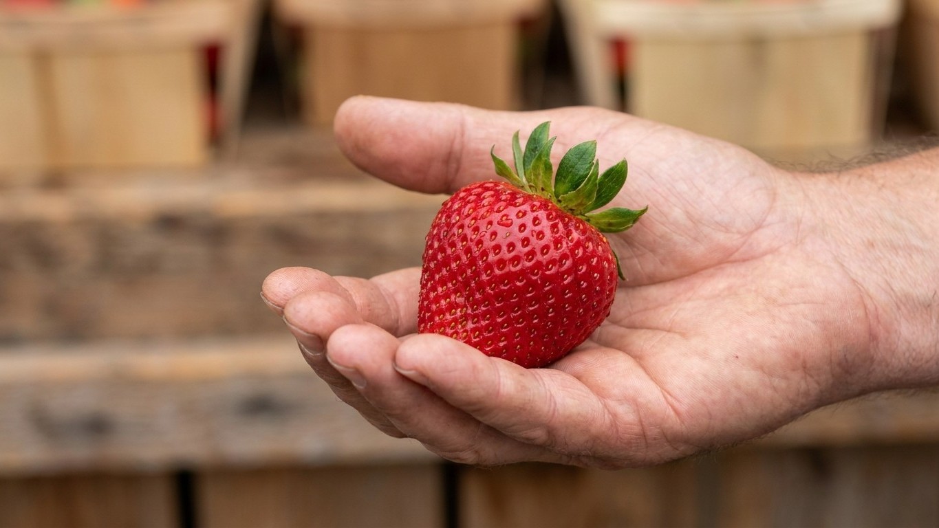 J’ai rincé mes fraises sous le robinet toute ma vie jusqu’à ce qu’un maraîcher me montre ce que l’eau emportait au passage...