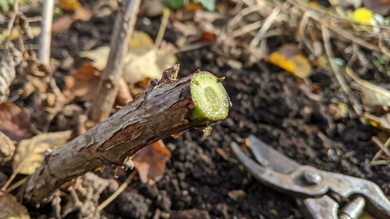 Je gardais toutes les cannes de mes framboisiers après la récolte : le jour où un jardinier m'a montré ce qu'elles pompaie...