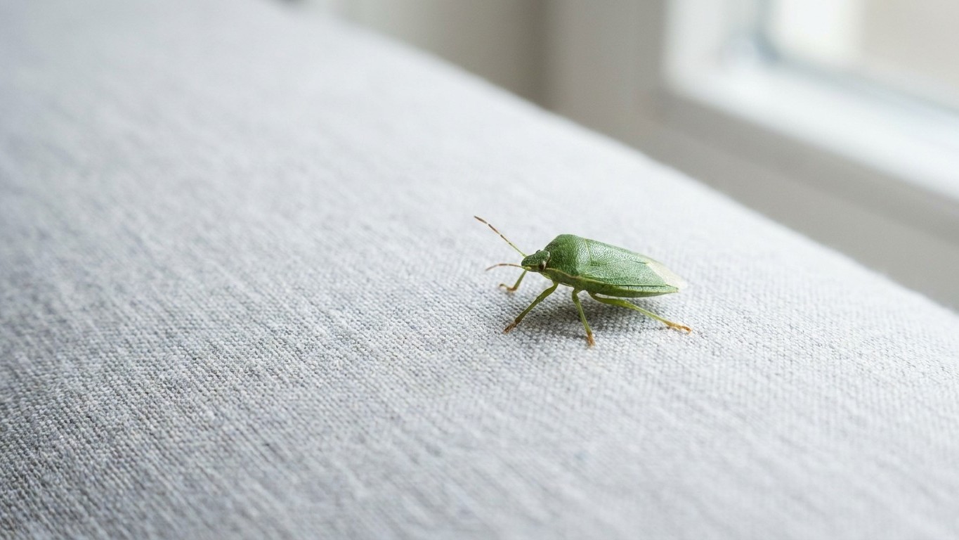 J'ai écrasé une punaise verte contre le rideau de ma chambre fin août juste pour m'en débarrasser : trois semaines plus ta...