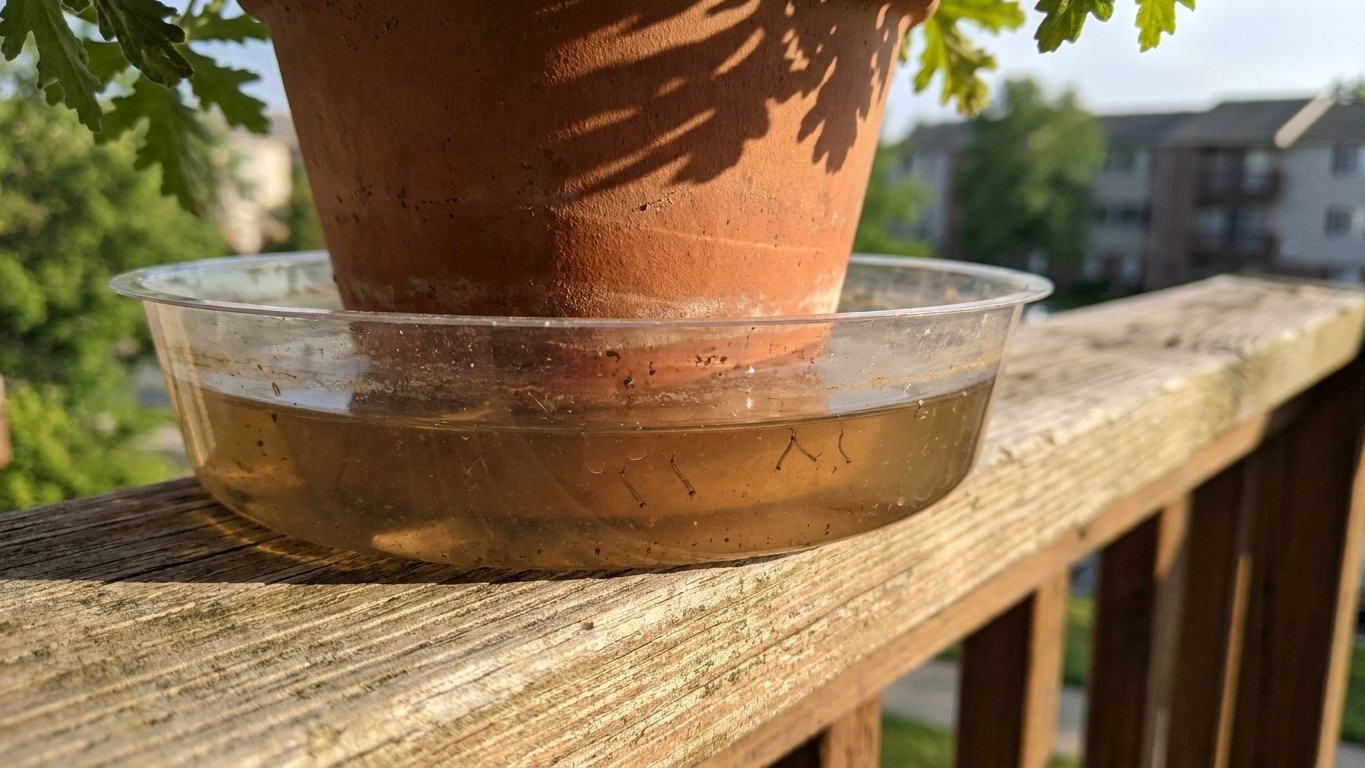 J'ai laissé les soucoupes sous mes pots de balcon tout l'été juste pour arroser moins souvent : le soir où j'en ai soulevé...